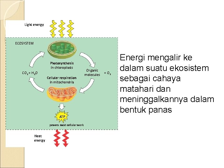 Light energy ECOSYSTEM Photosynthesis in chloroplasts CO 2 + H 2 O Cellular respiration