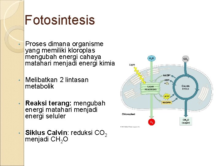 Fotosintesis • Proses dimana organisme yang memiliki kloroplas mengubah energi cahaya matahari menjadi energi