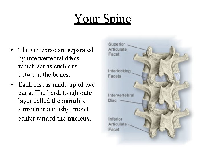 Your Spine • The vertebrae are separated by intervertebral discs which act as cushions