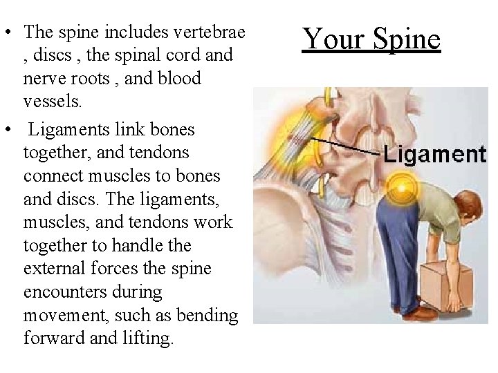  • The spine includes vertebrae , discs , the spinal cord and nerve