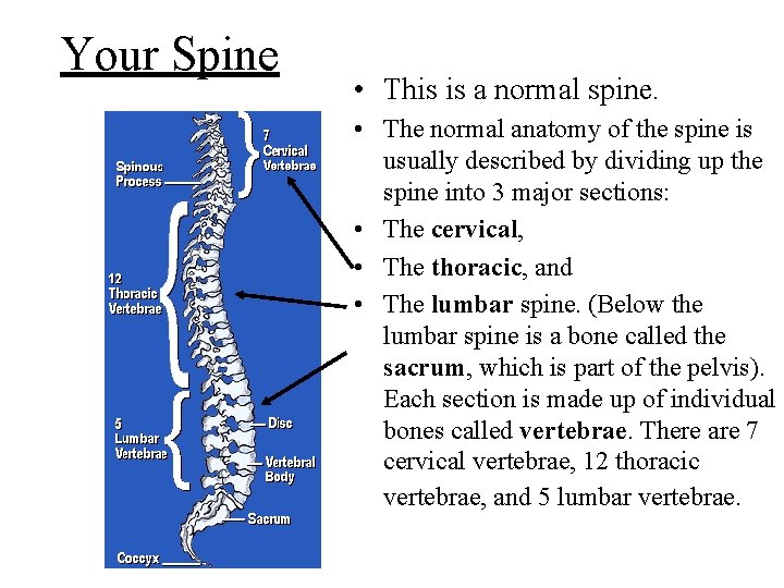 Your Spine • This is a normal spine. • The normal anatomy of the