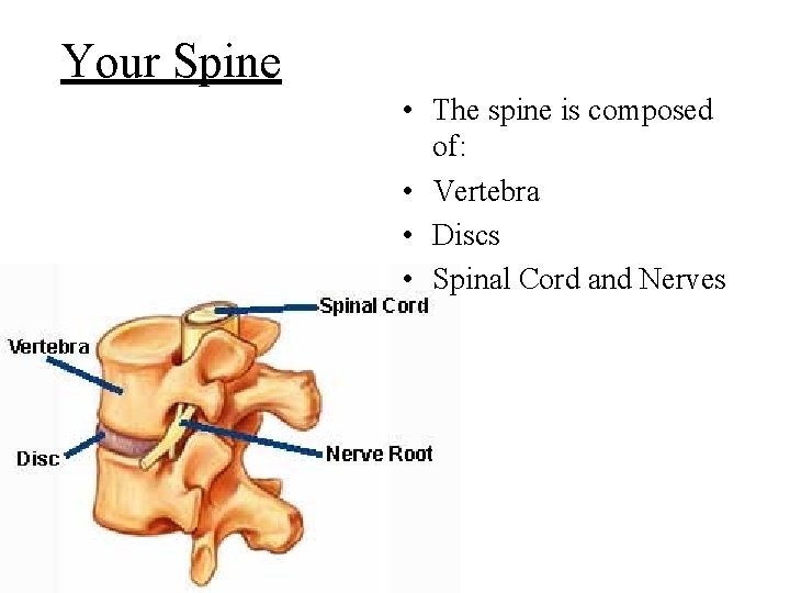 Your Spine • The spine is composed of: • Vertebra • Discs • Spinal