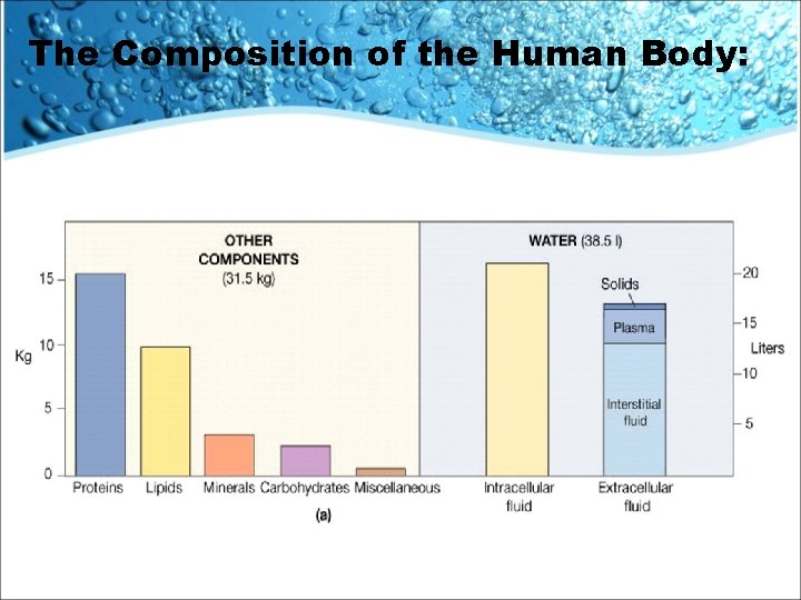The Composition of the Human Body: 