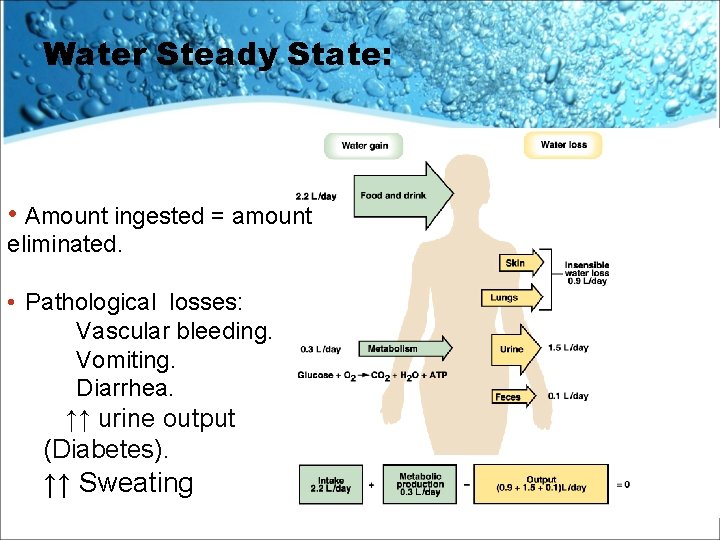 Water Steady State: • Amount ingested = amount eliminated. • Pathological losses: Vascular bleeding.