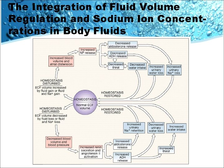 The Integration of Fluid Volume Regulation and Sodium Ion Concentrations in Body Fluids 