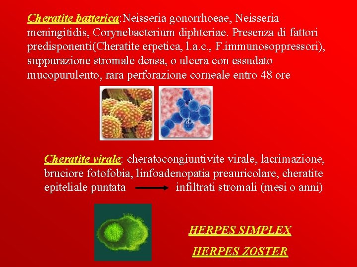 Cheratite batterica: Neisseria gonorrhoeae, Neisseria batterica meningitidis, Corynebacterium diphteriae. Presenza di fattori predisponenti(Cheratite erpetica,