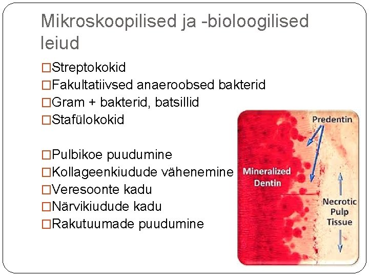 Mikroskoopilised ja -bioloogilised leiud �Streptokokid �Fakultatiivsed anaeroobsed bakterid �Gram + bakterid, batsillid �Stafülokokid �Pulbikoe