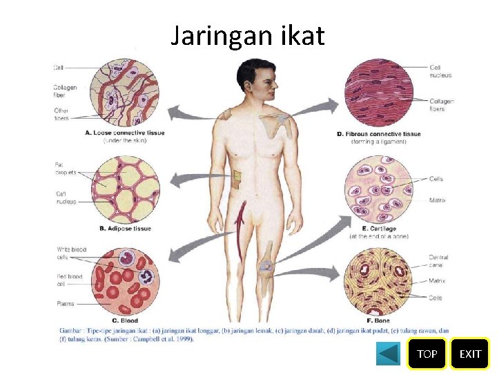 Jaringan ikat TOP EXIT 