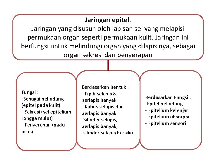 Jaringan epitel. Jaringan yang disusun oleh lapisan sel yang melapisi permukaan organ seperti permukaan