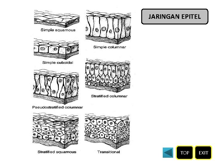 JARINGAN EPITEL TOP EXIT 