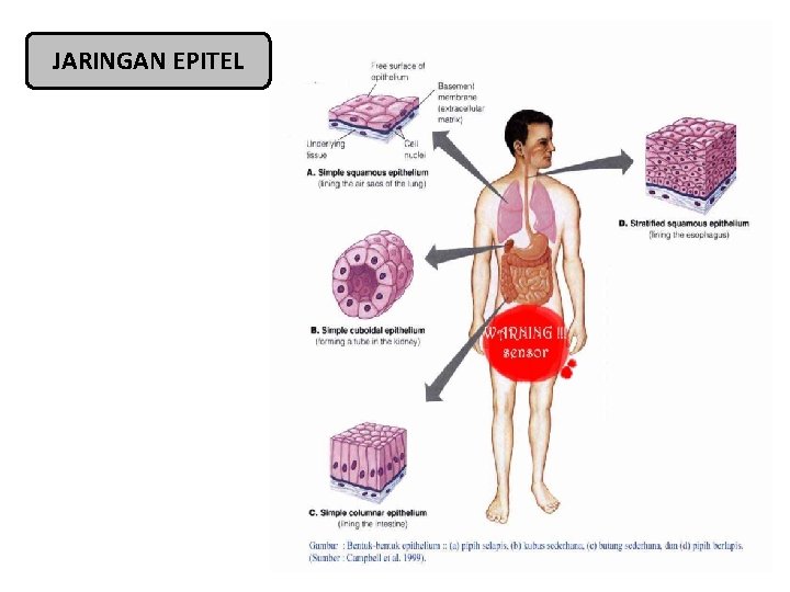 JARINGAN EPITEL 