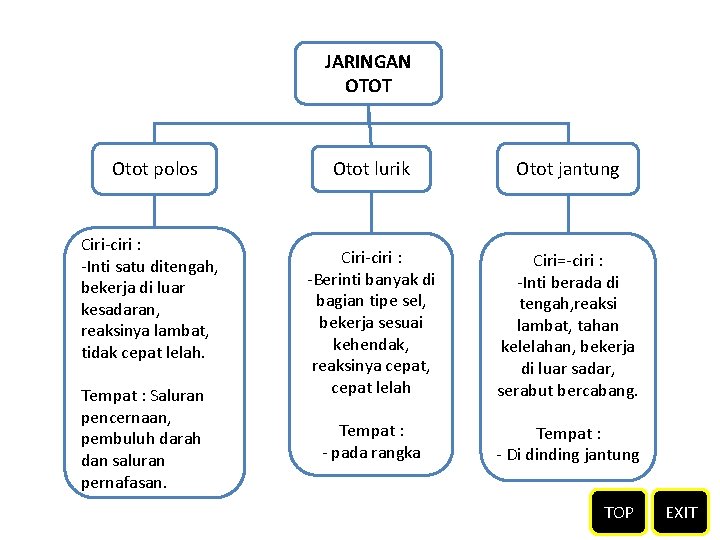 JARINGAN OTOT Otot polos Ciri-ciri : -Inti satu ditengah, bekerja di luar kesadaran, reaksinya