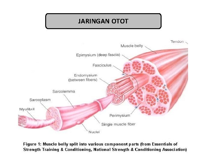 JARINGAN OTOT 