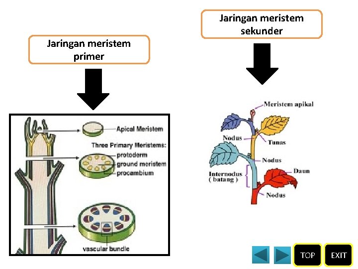 Jaringan meristem primer Jaringan meristem sekunder TOP EXIT 