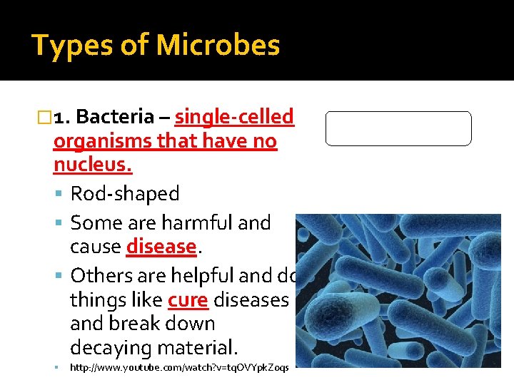 Types of Microbes � 1. Bacteria – single-celled organisms that have no nucleus. Rod-shaped