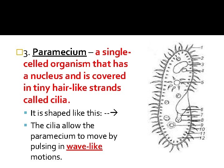 � 3. Paramecium – a single- celled organism that has a nucleus and is