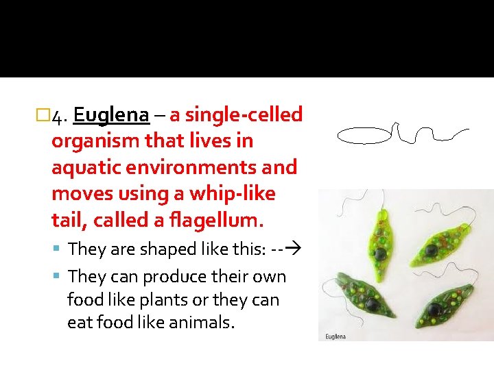 � 4. Euglena – a single-celled organism that lives in aquatic environments and moves