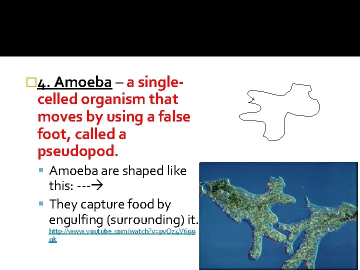 � 4. Amoeba – a single- celled organism that moves by using a false