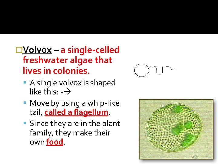 �Volvox – a single-celled freshwater algae that lives in colonies. A single volvox is