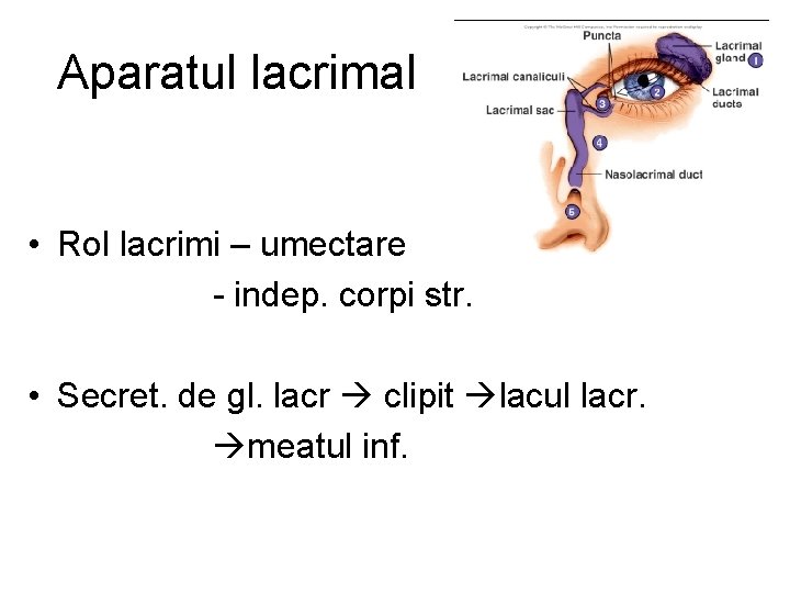 Aparatul lacrimal • Rol lacrimi – umectare - indep. corpi str. • Secret. de