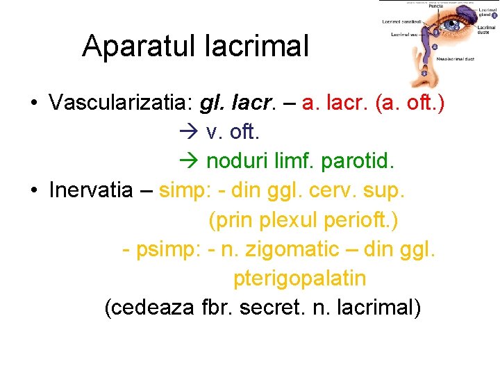 Aparatul lacrimal • Vascularizatia: gl. lacr. – a. lacr. (a. oft. ) v. oft.