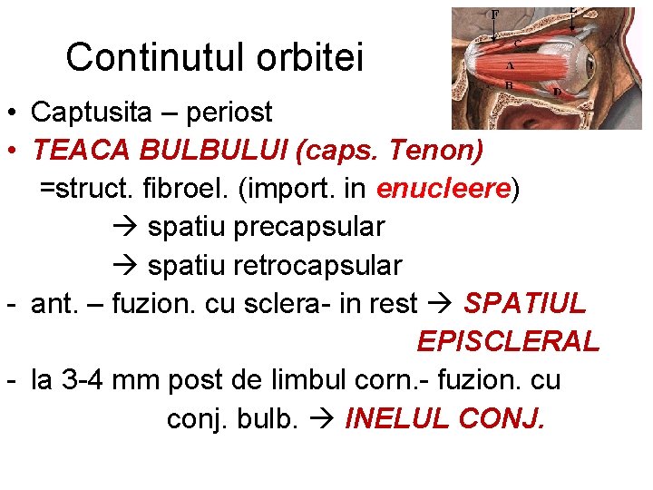 Continutul orbitei • Captusita – periost • TEACA BULBULUI (caps. Tenon) =struct. fibroel. (import.