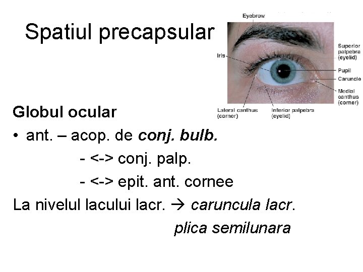 Spatiul precapsular Globul ocular • ant. – acop. de conj. bulb. - <-> conj.