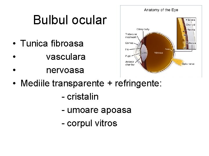 Bulbul ocular • Tunica fibroasa • vasculara • nervoasa • Mediile transparente + refringente: