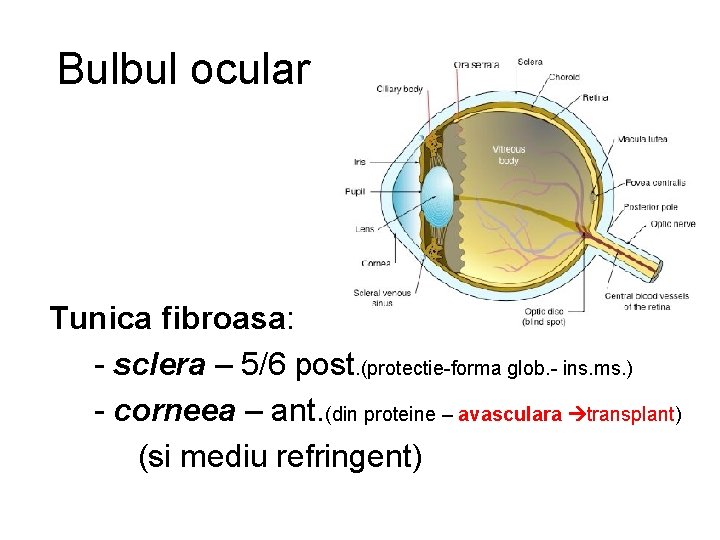 Bulbul ocular Tunica fibroasa: - sclera – 5/6 post. (protectie-forma glob. - ins. ms.