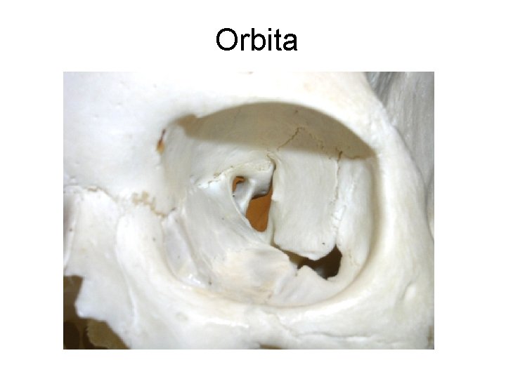 Orbita 