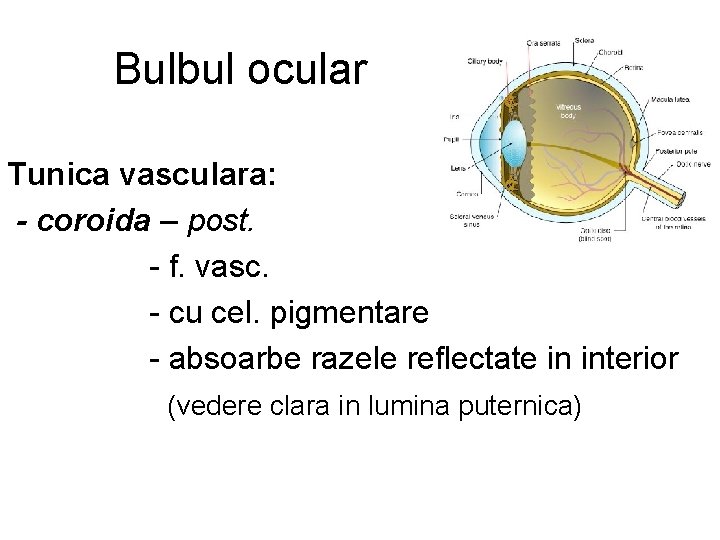 Bulbul ocular Tunica vasculara: - coroida – post. - f. vasc. - cu cel.