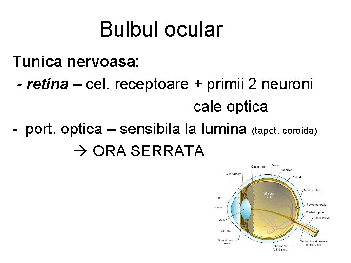 Bulbul ocular Tunica nervoasa: - retina – cel. receptoare + primii 2 neuroni cale