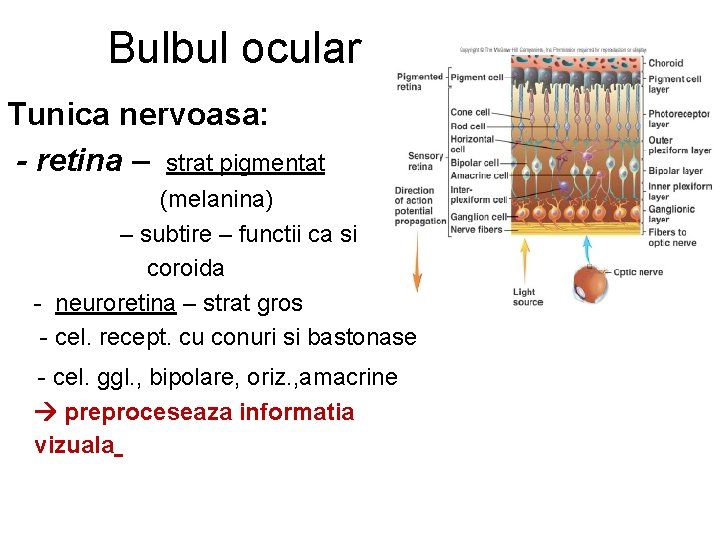 Bulbul ocular Tunica nervoasa: - retina – strat pigmentat (melanina) – subtire – functii