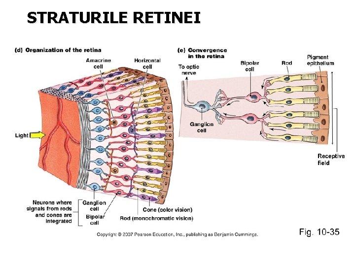 STRATURILE RETINEI 