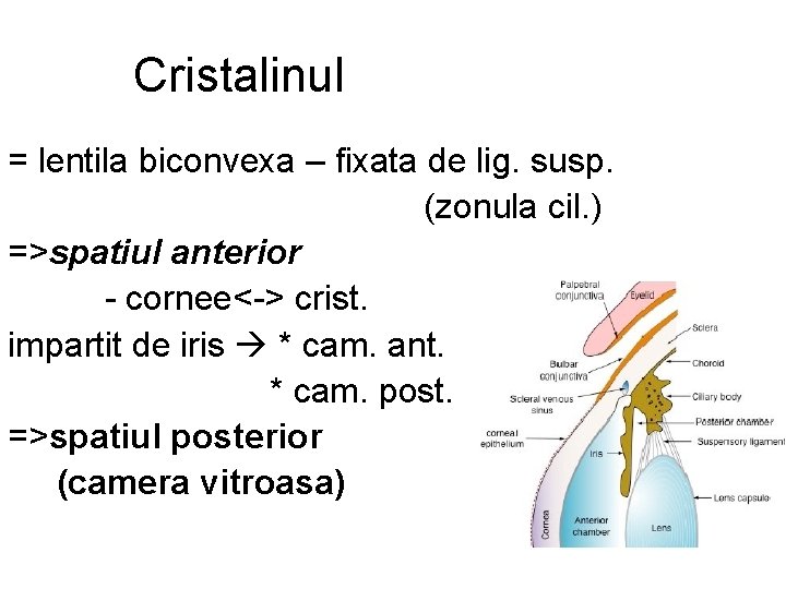 Cristalinul = lentila biconvexa – fixata de lig. susp. (zonula cil. ) =>spatiul anterior