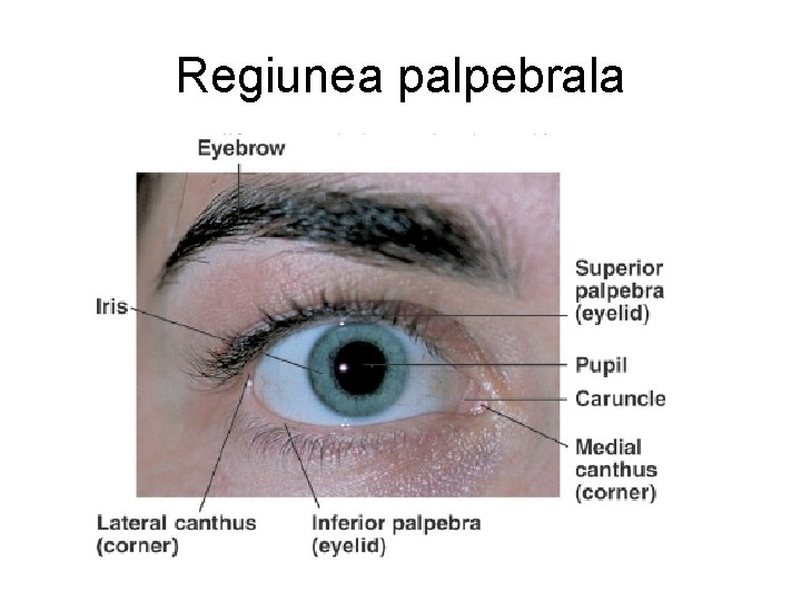 Regiunea palpebrala 