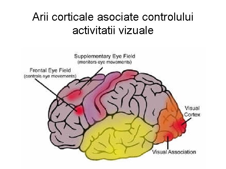 Arii corticale asociate controlului activitatii vizuale 