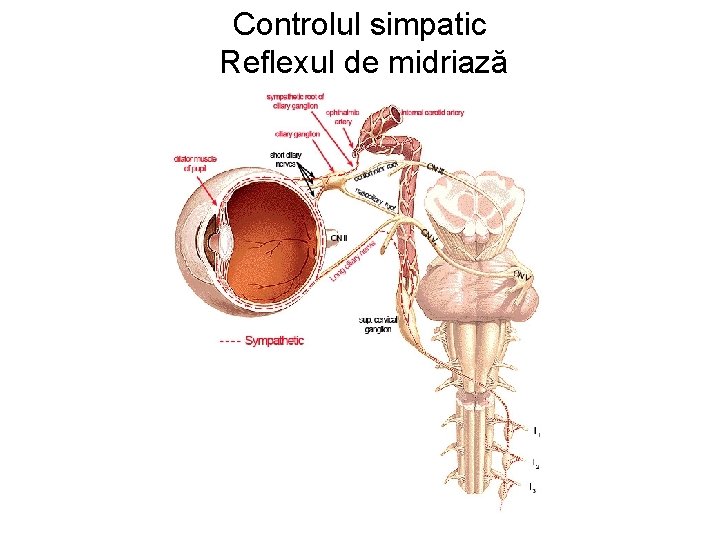 Controlul simpatic Reflexul de midriază 