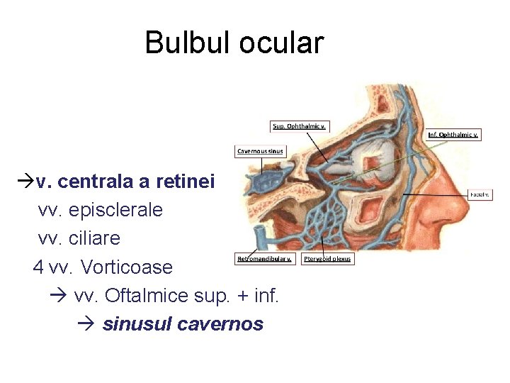 Bulbul ocular v. centrala a retinei vv. episclerale vv. ciliare 4 vv. Vorticoase vv.