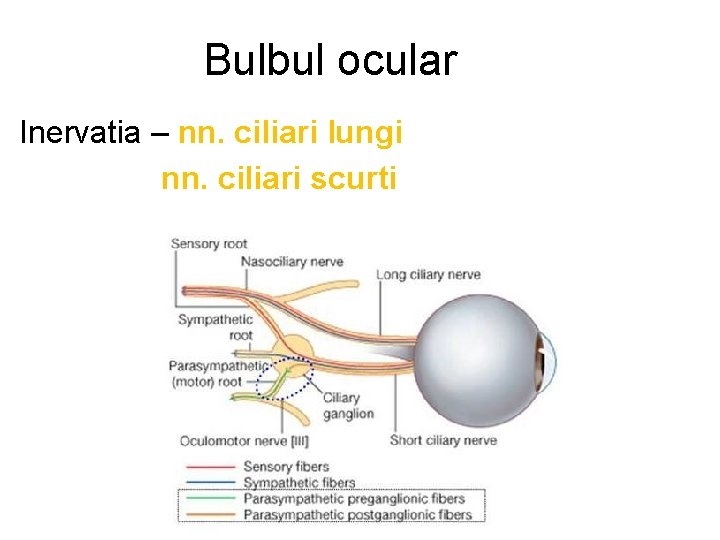 Bulbul ocular Inervatia – nn. ciliari lungi nn. ciliari scurti 