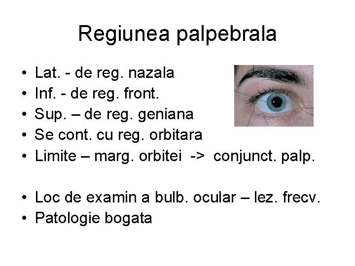 Regiunea palpebrala • • • Lat. - de reg. nazala Inf. - de reg.