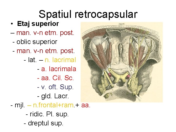 Spatiul retrocapsular • Etaj superior – man. v-n etm. post. - oblic superior -