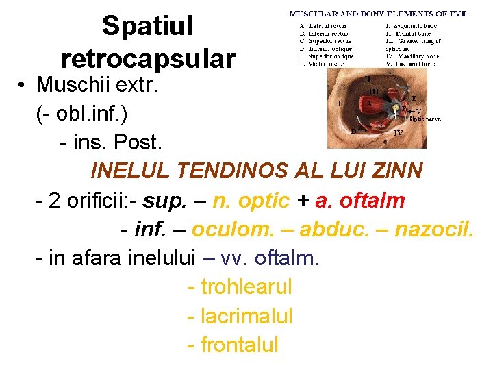 Spatiul retrocapsular • Muschii extr. (- obl. inf. ) - ins. Post. INELUL TENDINOS