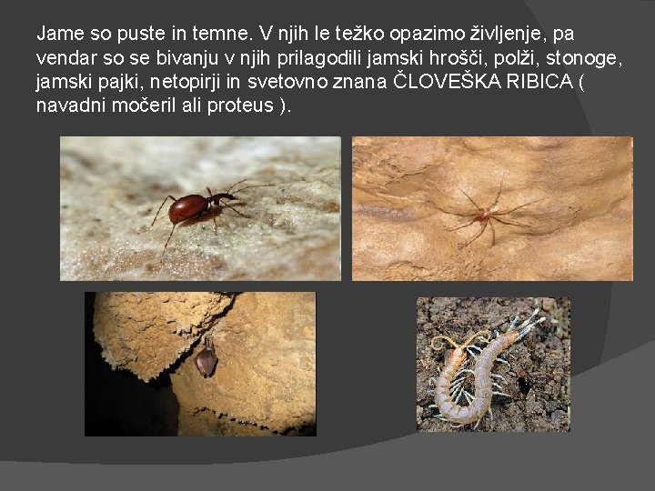 Jame so puste in temne. V njih le težko opazimo življenje, pa vendar so