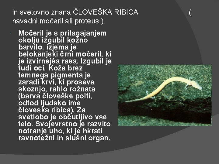 in svetovno znana ČLOVEŠKA RIBICA navadni močeril ali proteus ). Močeril je s prilagajanjem
