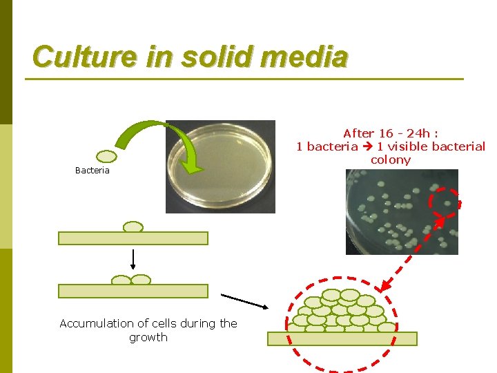 Culture in solid media Bacteria Accumulation of cells during the growth After 16 -