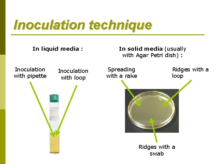 Inoculation technique In liquid media : Inoculation with pipette Inoculation with loop In solid