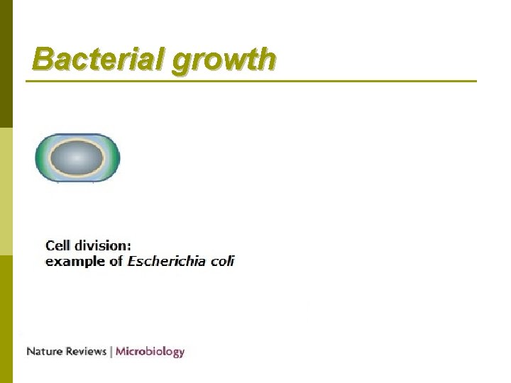 Bacterial growth 