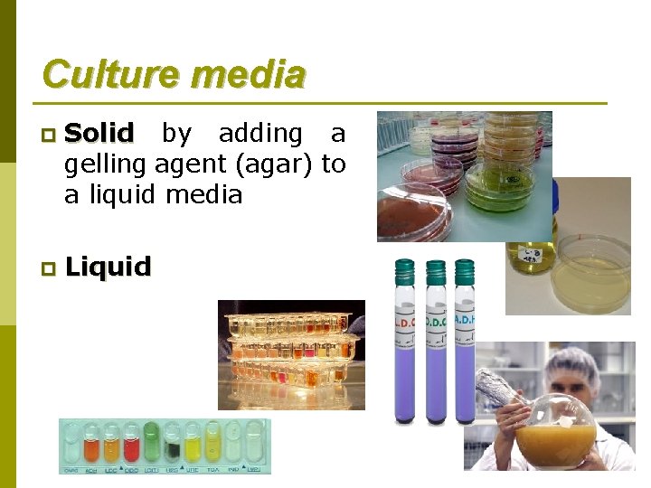 Culture media p Solid by adding a gelling agent (agar) to a liquid media