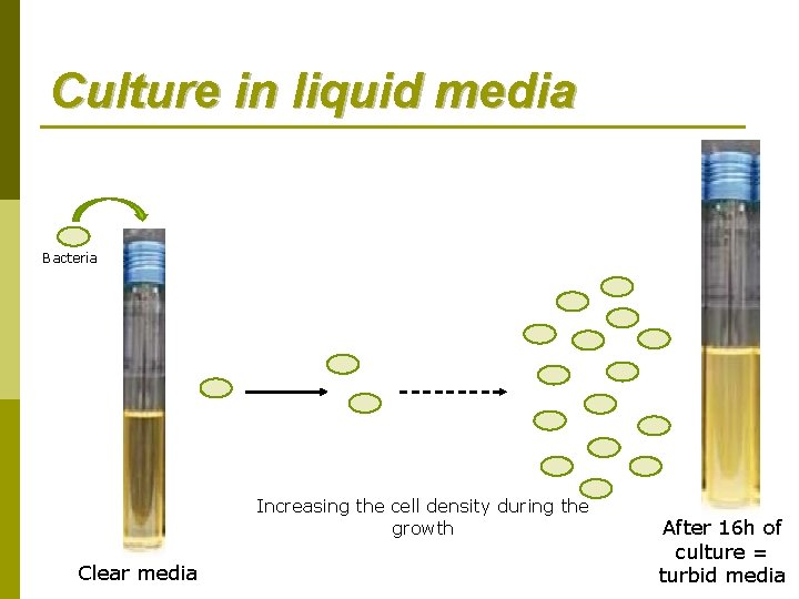 Culture in liquid media Bacteria Increasing the cell density during the growth Clear media